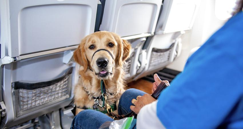 Exhorta Congreso BCS a crear programa de promoción de adopción animal entre el turismo