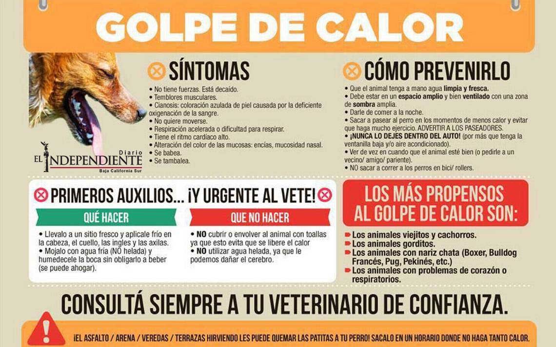 Golpe de calor como prevenirlo en perros