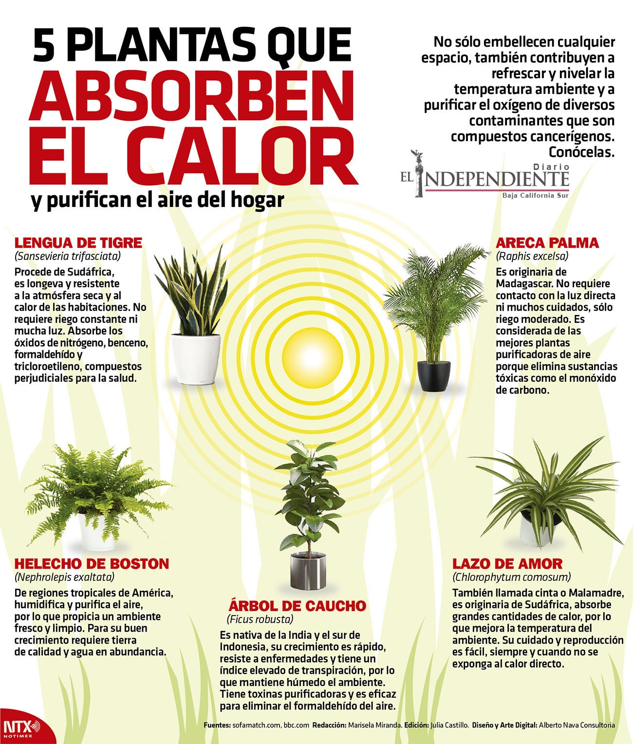 5 Plantas que absorben el calor