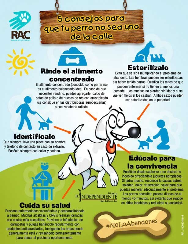 Consejos para que tu perro no se uno de la calle