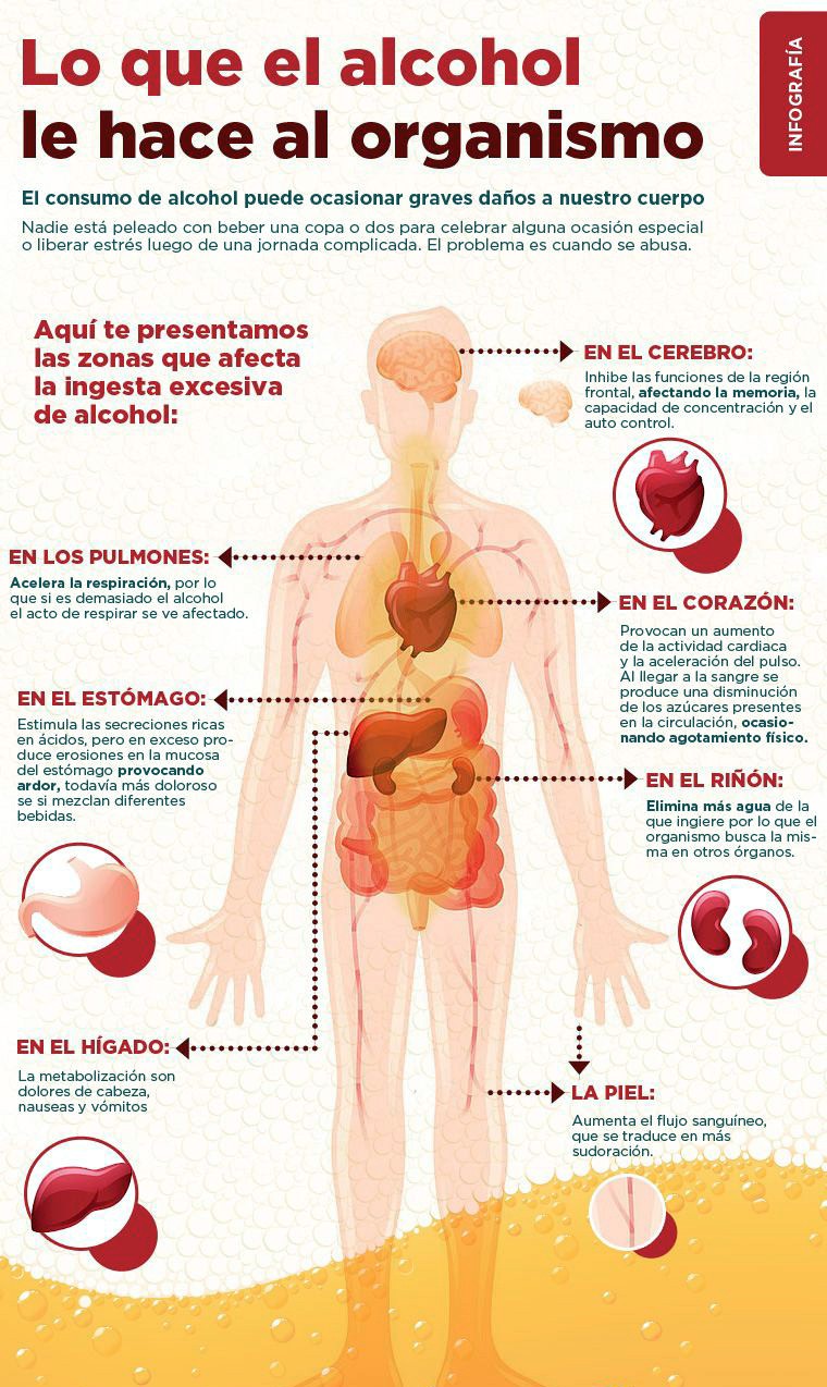 Lo que el alcohol el hace al organismo