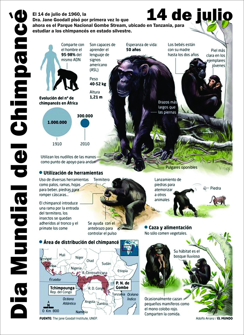 Día mundial del chimpancé