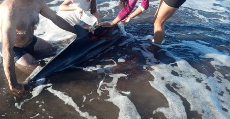 Fallece delfín varado en playa El Mogote