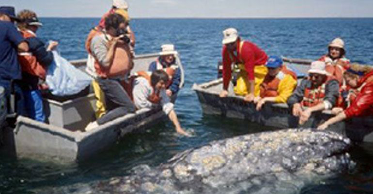 Repunta el arribo de ballenas a BCS