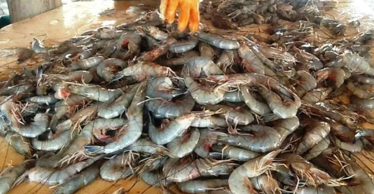 Advierten la SSA sobre el riesgo del consumo de camarón proveniente de Sinaloa