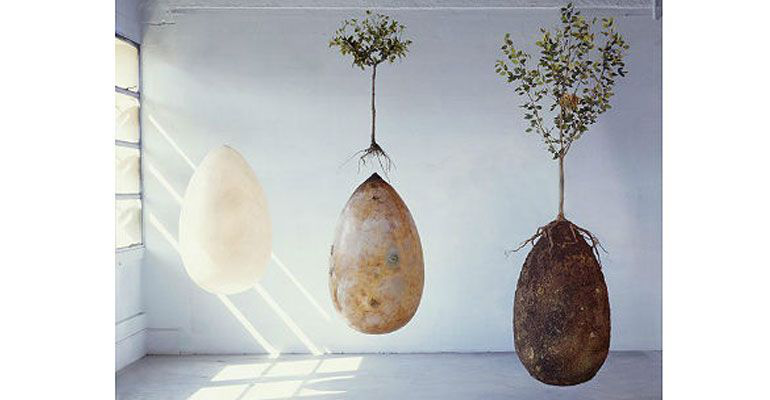 Cápsula biodegradable convertiría muertos en árboles