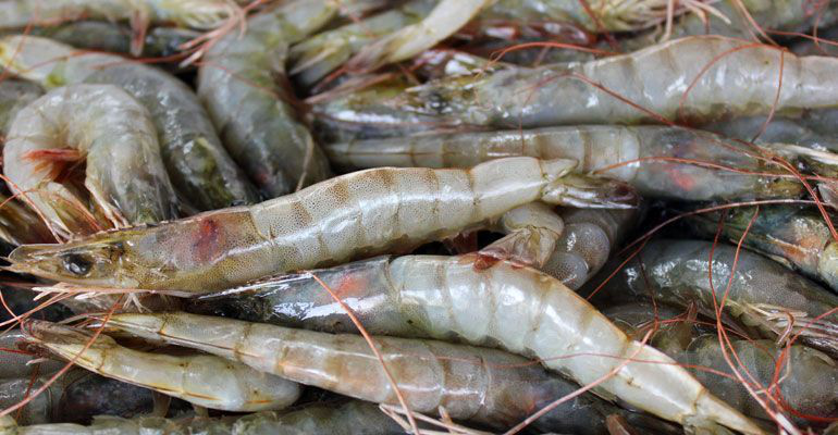 Mañana inicia la veda de camarón en BCS