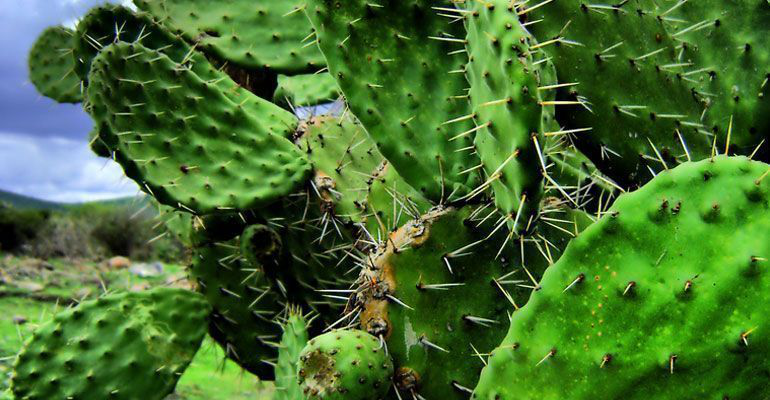 Jóvenes mexicanos convierten residuos de nopal en electricidad