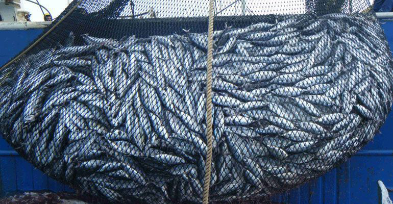 BCS, importante productor de pescados y mariscos