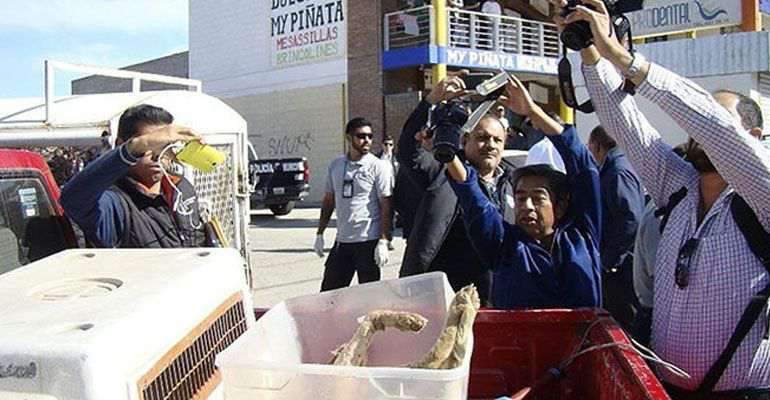 Baja venta de comida china en BC tras hallar carne de perro