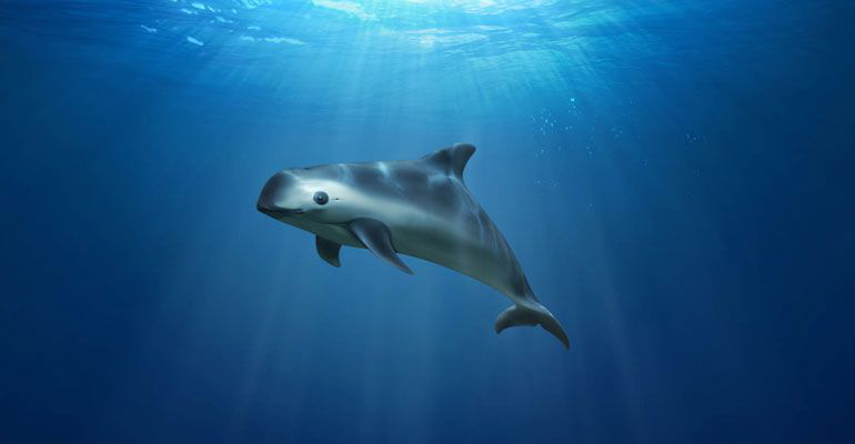 EU apoya medidas anunciadas por EPN para proteger a la vaquita marina