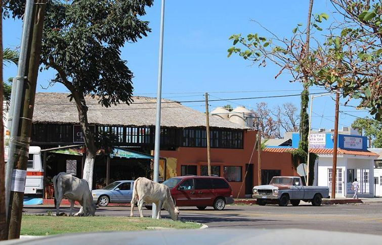 Ganado que deambula libremente por la ciudad representa un peligro: automovilistas