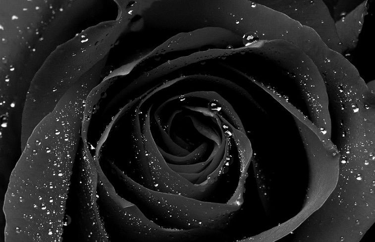 ADOLFO LUCERO MURILLO