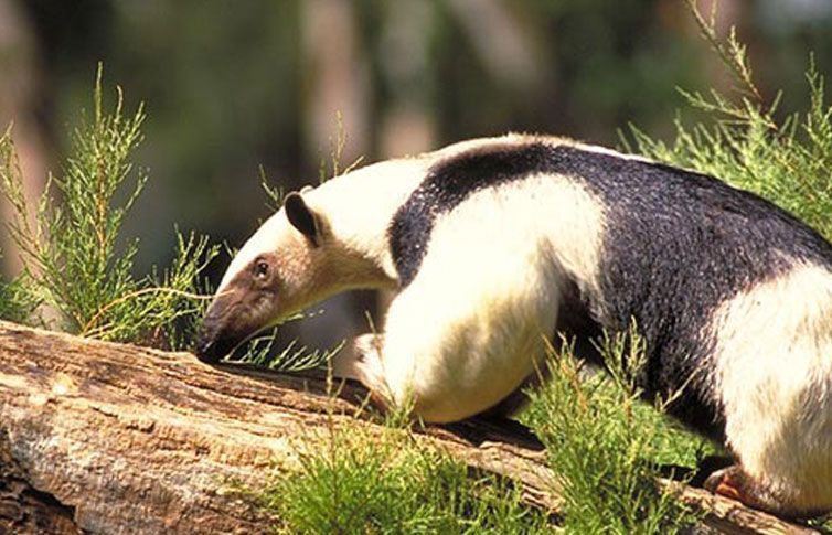 Profepa decomisa piel de oso hormiguero tras denuncia en Facebook   