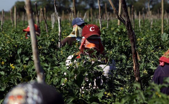En riesgo la vida de 5 mil jornaleros agrícolas en el valle del vizcaíno por inadecuada atención del IMSS