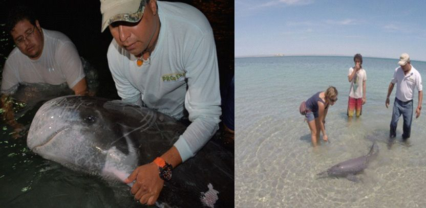 Rescató PROFEPA dos ejemplares de delfín en la bahía de La Paz; un tercero murió