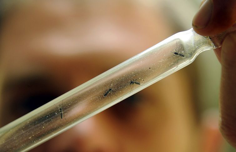 Aumenta el riesgo de que la población en BCS se contagie de Dengue o Chikungunya