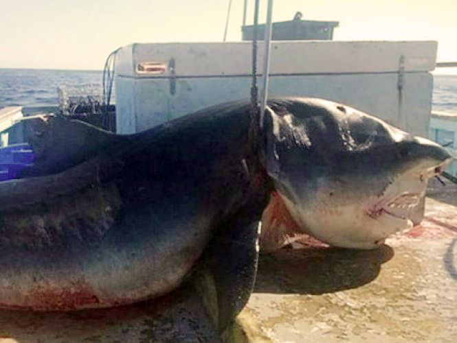 Atrapan al tiburón azul más grande de la historia