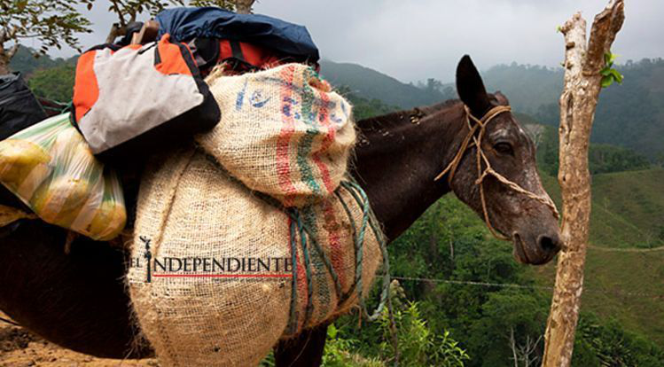 Maestros acceden en mula a comunidades lejanas de BCS