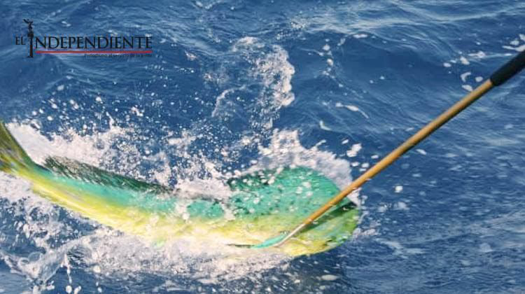 Sin control pesca ilegal de dorado