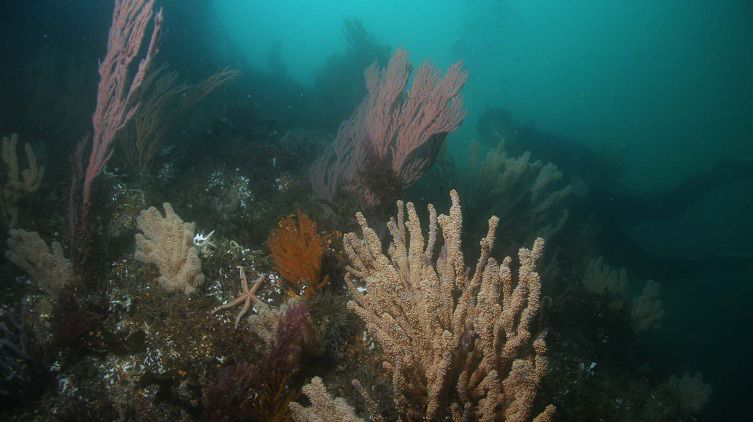 Investigadores de la UABCS podrían haber descubierto una especie nueva de octocoral