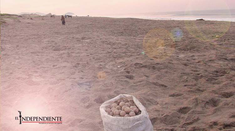 Profepa rescata huevos de tortuga en Oaxaca