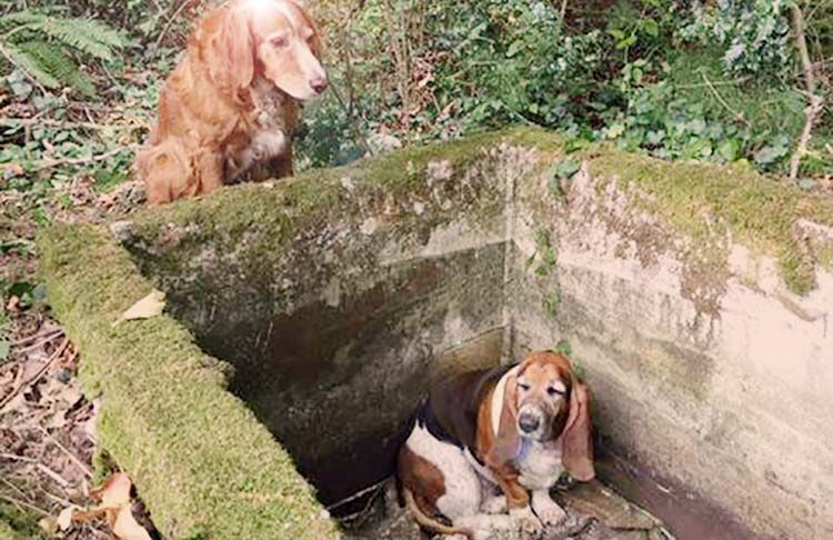 Incondicional perro aguarda junto a su amigo canino hasta ser rescatados