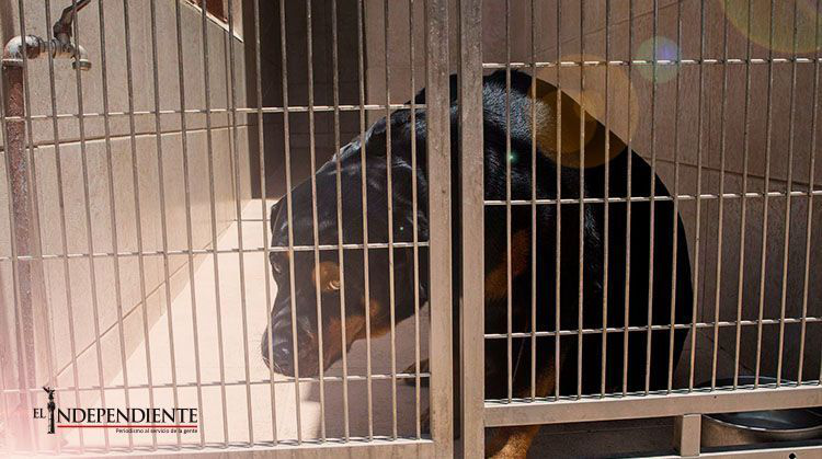 Pega escasez en Venezuela... a mascotas