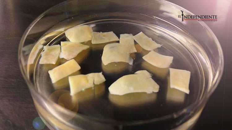 Técnica de trasplante de ovario ayuda a mujeres a embarazarse