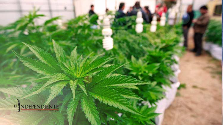 Despenalización del auto cultivo de marihuana ayudaría a terminar el mercado ilegal: Ciudadanos