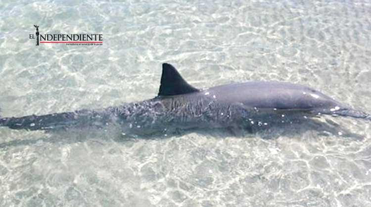 Desorientación causó el varamiento y muerte de los delfines en el mogote