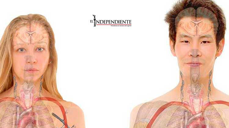 No hay diferencias entre cerebros masculino y femenino, revela estudio