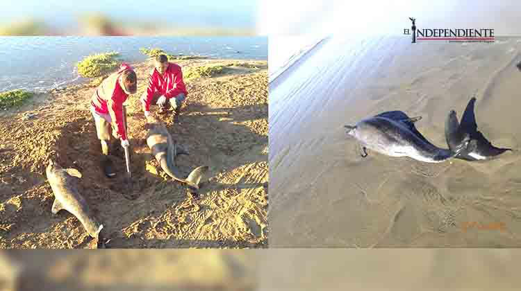 23 delfines se vararon en Playa San Lázaro; lograron rescatar solo 7