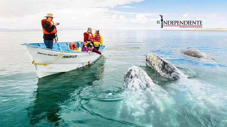 Inició la temporada de ballenas sin ejemplares