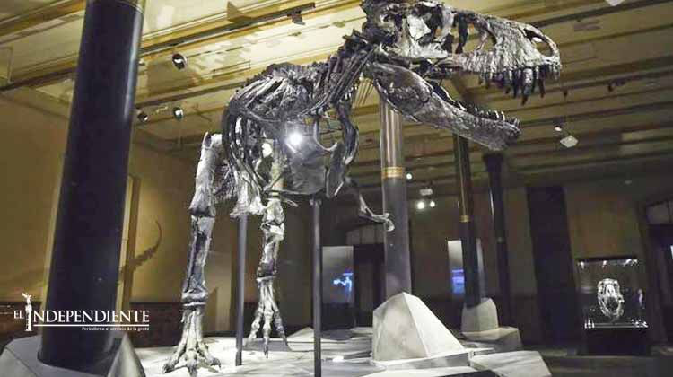 Museo de Berlín exhibe tiranosaurio rex