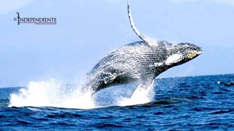 Ballenas llegaron antes a BCS: CONANP