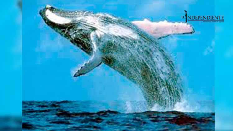 BCS es la cuna de la ballena gris: SEMARNAT