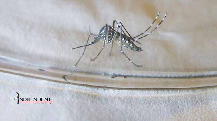 Brasil aprueba uso de la primera vacuna contra el dengue