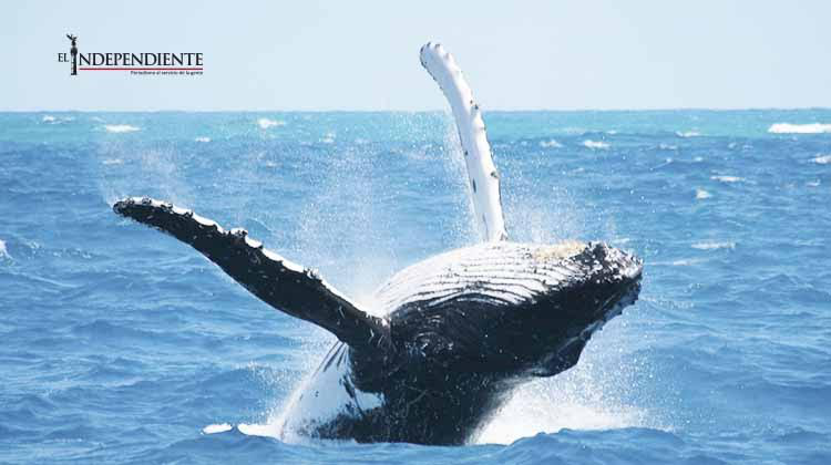 Del 29 al 31 de Enero se llevará a cabo el Festival de la Ballena en Pto Adolfo López Mateos