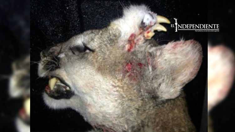Extraña deformidad en la cabeza de puma sorprende a cazadores