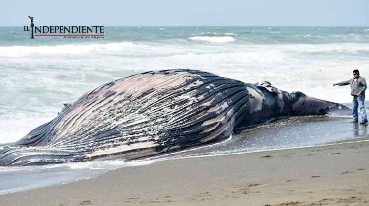 Encuentran varada a ballena jorobada en playa de Ensenada