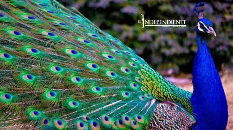 Aseguran 21 aves exóticas en rancho del 'Chapo'