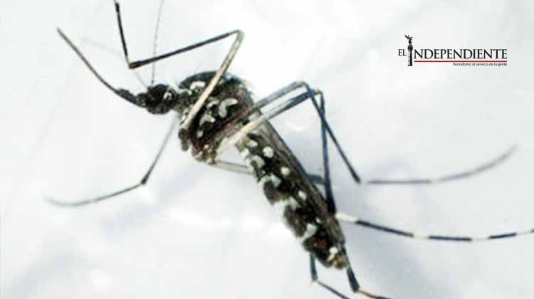 Jamaica pide a mujeres retrasar embarazos por virus Zika