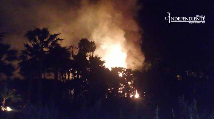 Fuego arrasó con al menos dos hectáreas de palmares en Santiago