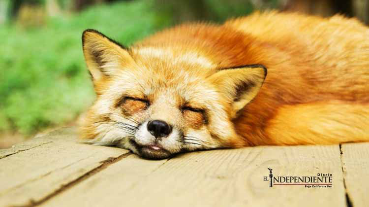 ¿Puedes ser adicto a dormir?