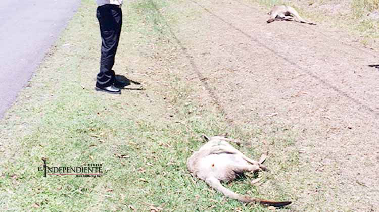 Australia busca a 'asesino serial' de canguros