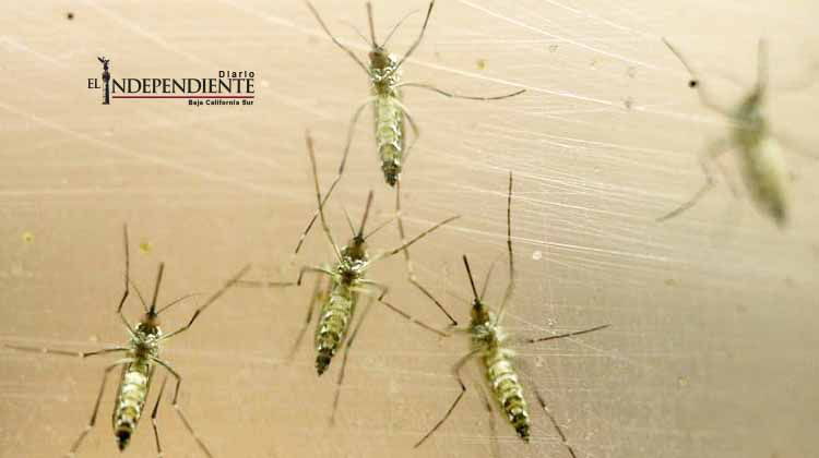 Se expande el zika a 8 estados; suman 65 casos contraídos en el país