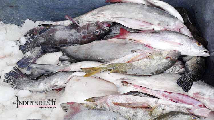 Inicia la Cuaresma con desabasto de pescado en Los Cabos