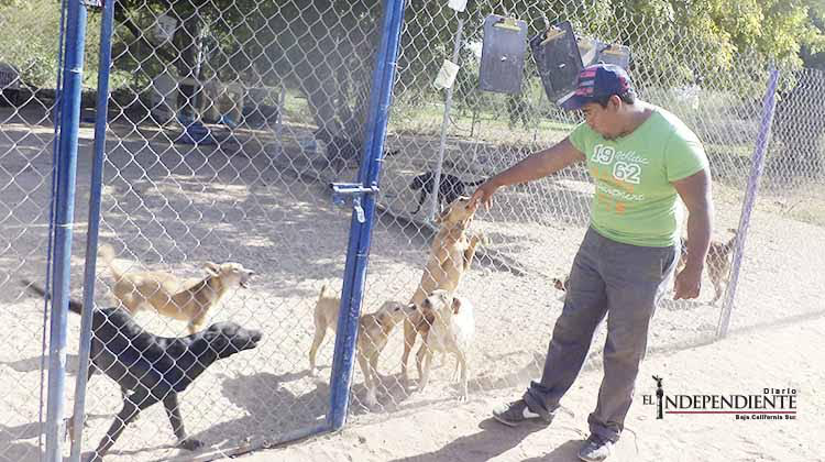 Rancho K-9 es un albergue para perros felices de La Paz