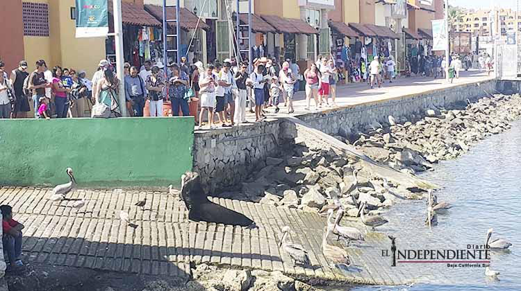 Iniciativa privada denuncia malas condiciones de la marina de CSL